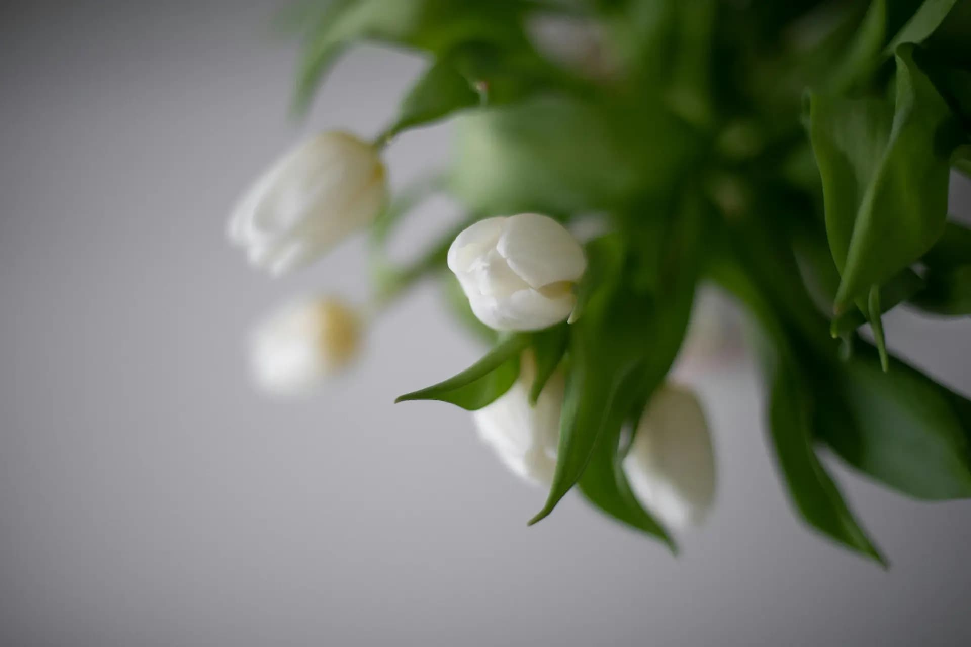 Natural ingredients and flowers - СМАРТ СЕЛС