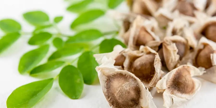 Моринга, холистичен подход към красотата